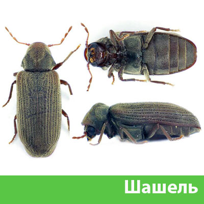 Обработка от шашеля в городе Михайловка