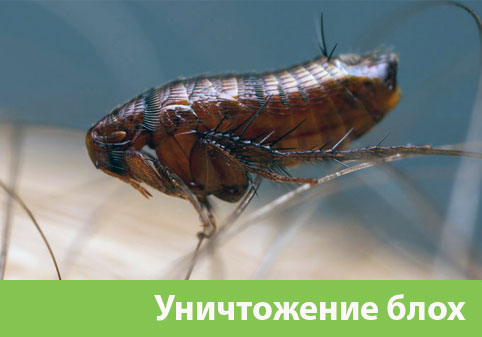Уничтожение блох в городе Михайловка