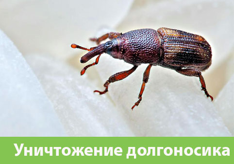 Уничтожение долгоносиков в городе Михайловка