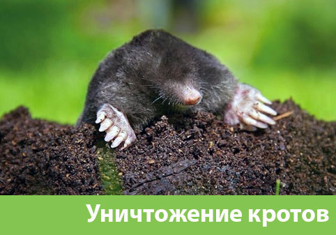 Уничтожение кротов в городе Михайловка